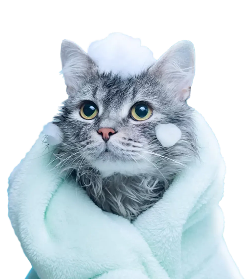 gato agendamento